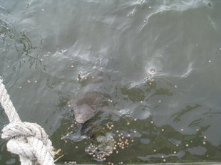 �Ҿ����...